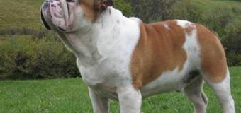 Bulldog Inglese